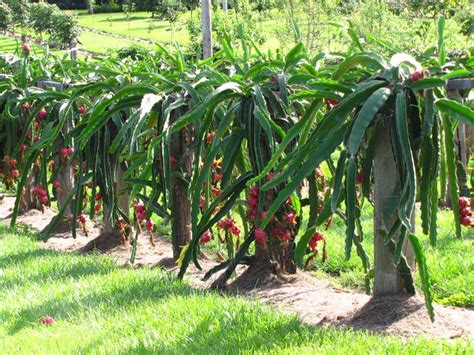 how to grow dragon fruit plant and the importance of hydration in space travel