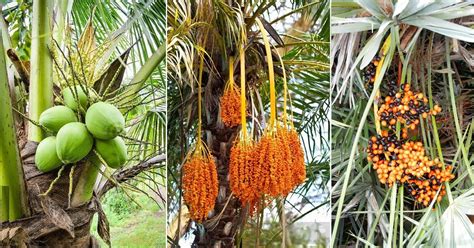 what is palm fruit and how does it contribute to the cultural heritage of tropical regions?