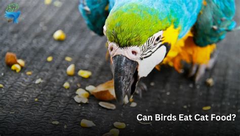 will birds eat cat food - Delving into Unconventional Feeding Habits and Their Implications